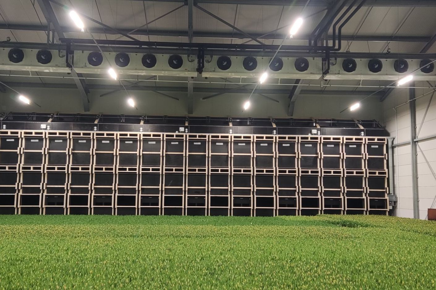 Steltenpool Bolbloemen B.V.